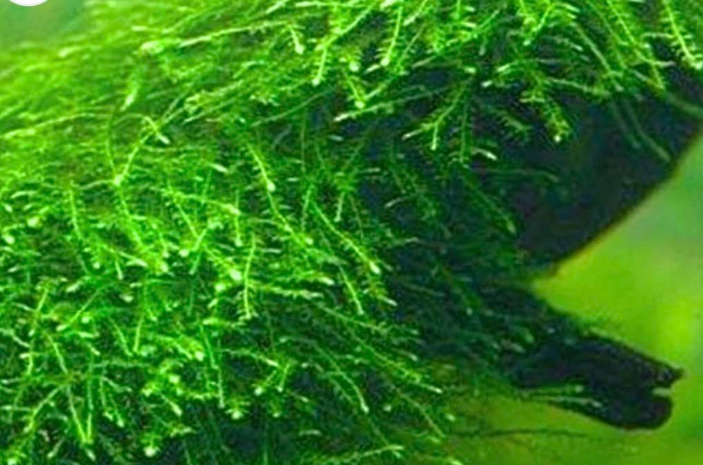 Javamos of levermos, Dieren en Toebehoren, Vissen | Aquaria en Toebehoren, Ophalen of Verzenden, Zo goed als nieuw, Plant(en), Steen of Hout