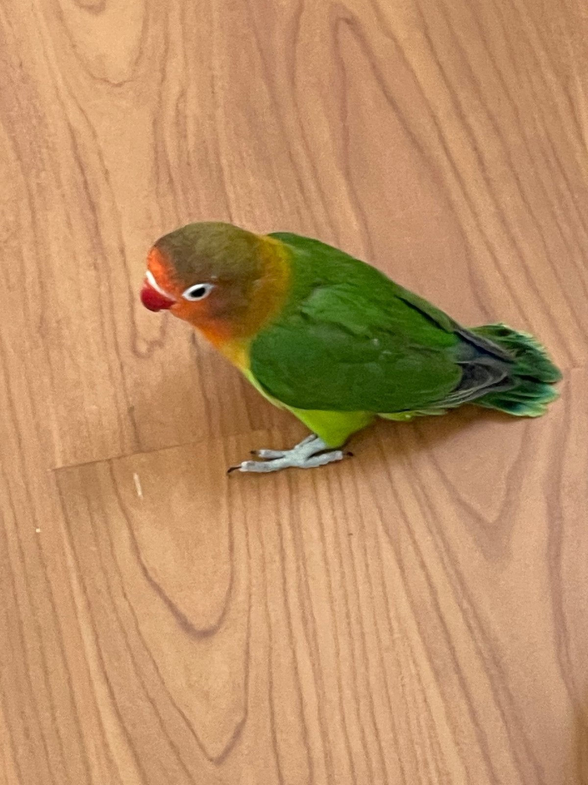 Lieve Agapornis Dwergpapegaai Fischerie Roseicolle Personata, Meerdere dieren, Dwergpapegaai of Agapornis, Geringd