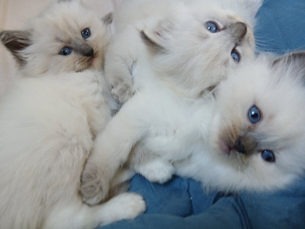 Ragdoll kittens, Dieren en Toebehoren, Meerdere dieren, Gechipt, 0 tot 2 jaar