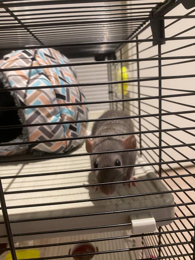 Dwerg ratten en muizen te koop, December, Mannelijk, Rat