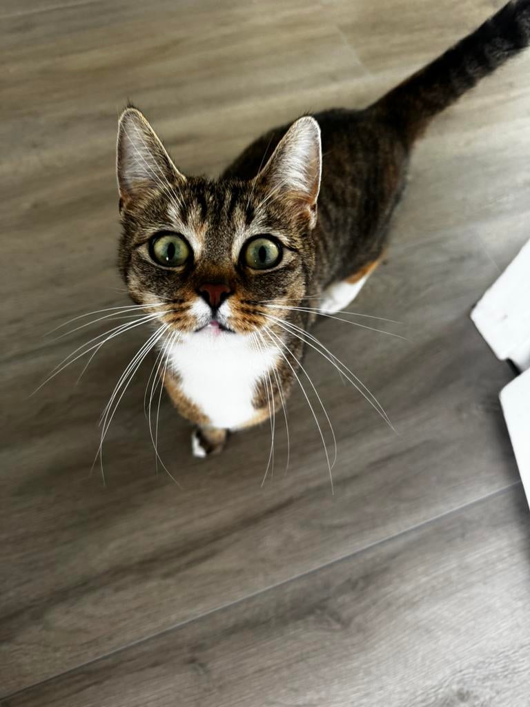 Meggie de schootpoes zoekt forever home, Poes