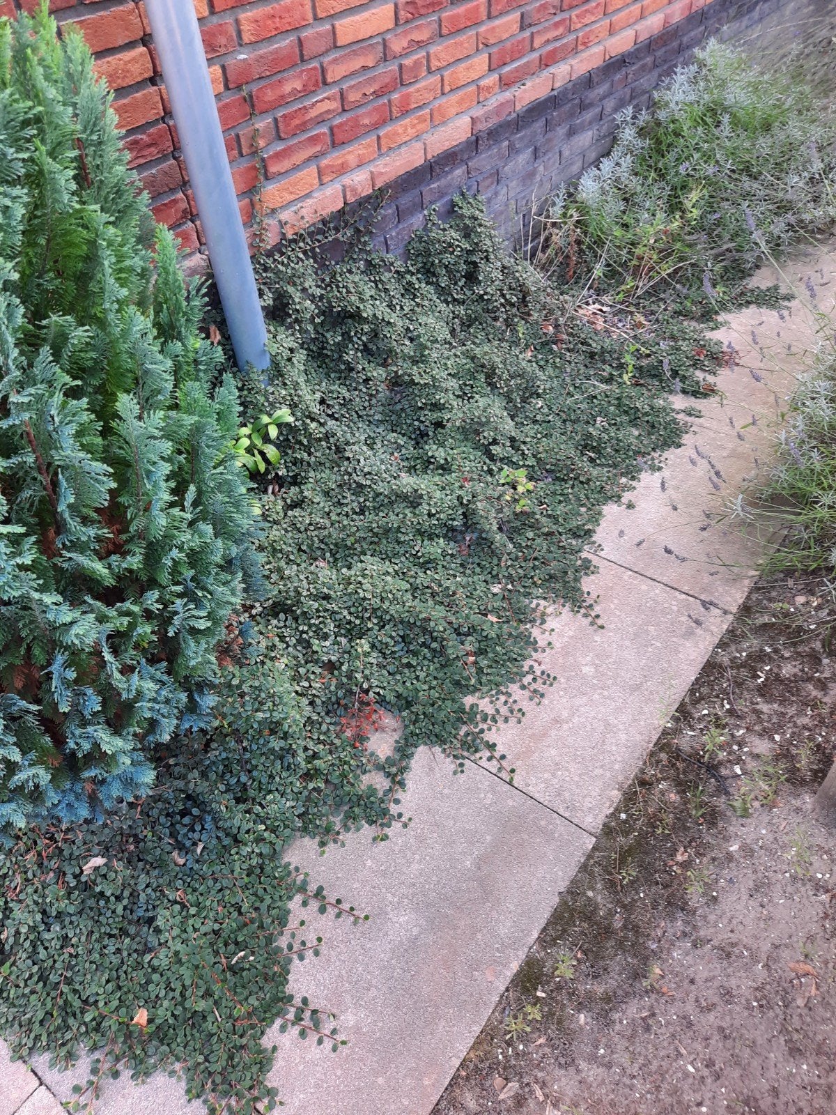 Dwergmispel, bodembedekker, Tuin en Terras, Ophalen, Overige soorten, Struik, Minder dan 100 cm