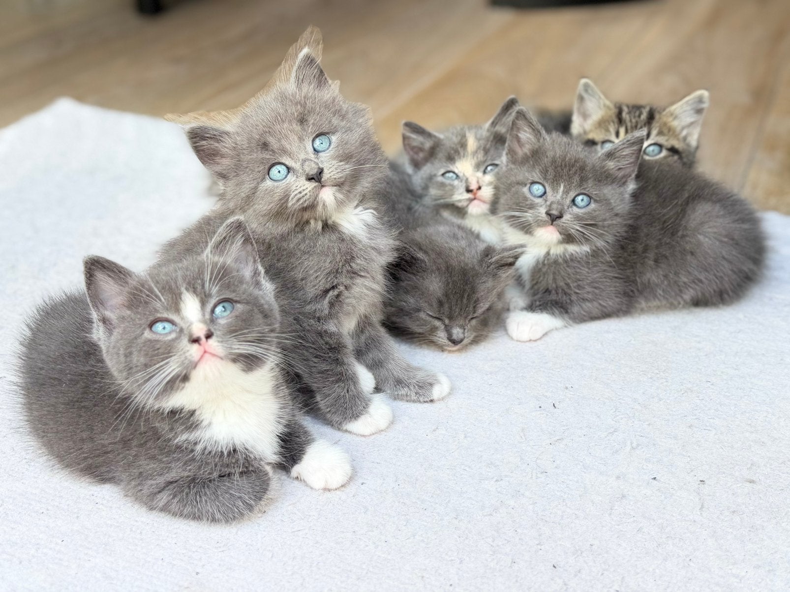Ragdoll / Britse korthaar kittens 6x, Meerdere dieren, Gechipt, 0 tot 2 jaar