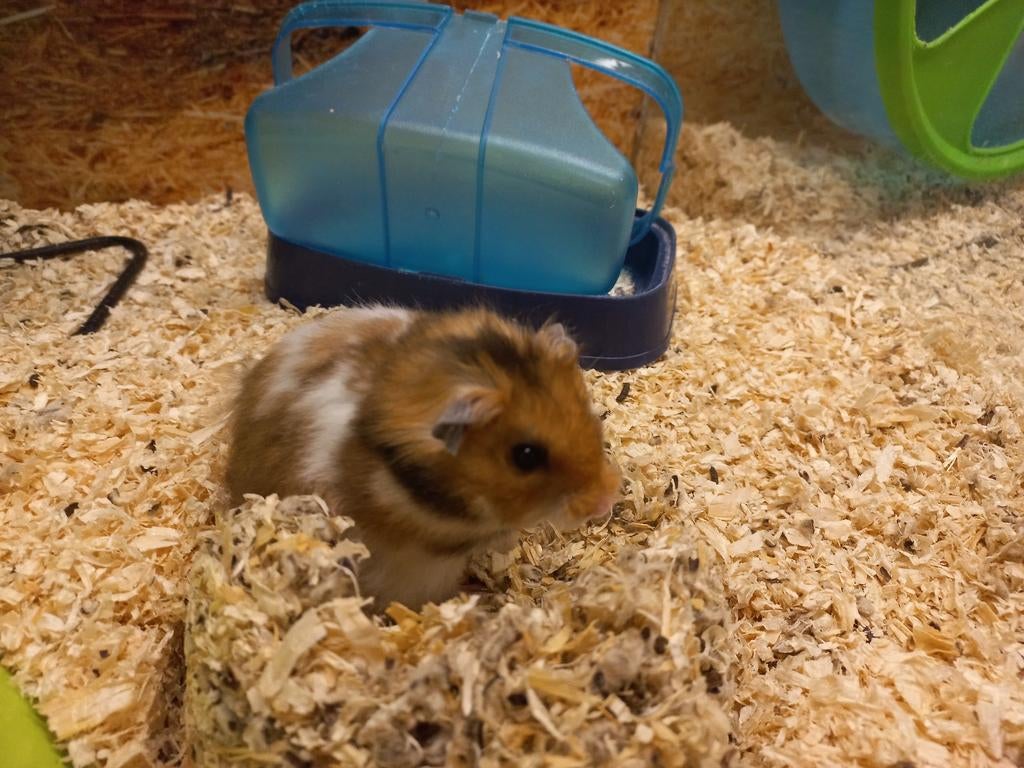 Jonge Goudhamsters (syrische) mannen, Februari, Mannelijk, Hamster