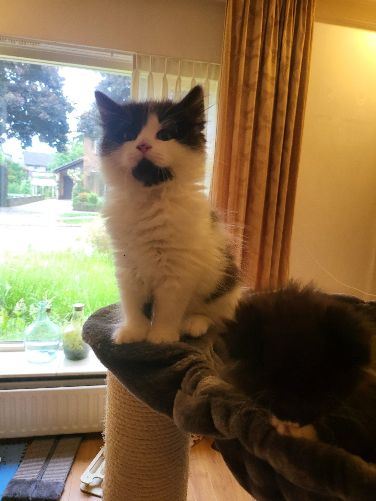 Nog 1 Siberische kittens  met stamboom en moeder met kitten, Meerdere dieren, Gechipt