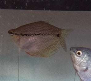 diamantgoerami, Vis