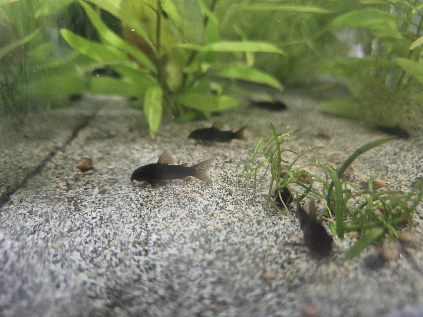 corydora Black Venezuela, Dieren en Toebehoren, Vis