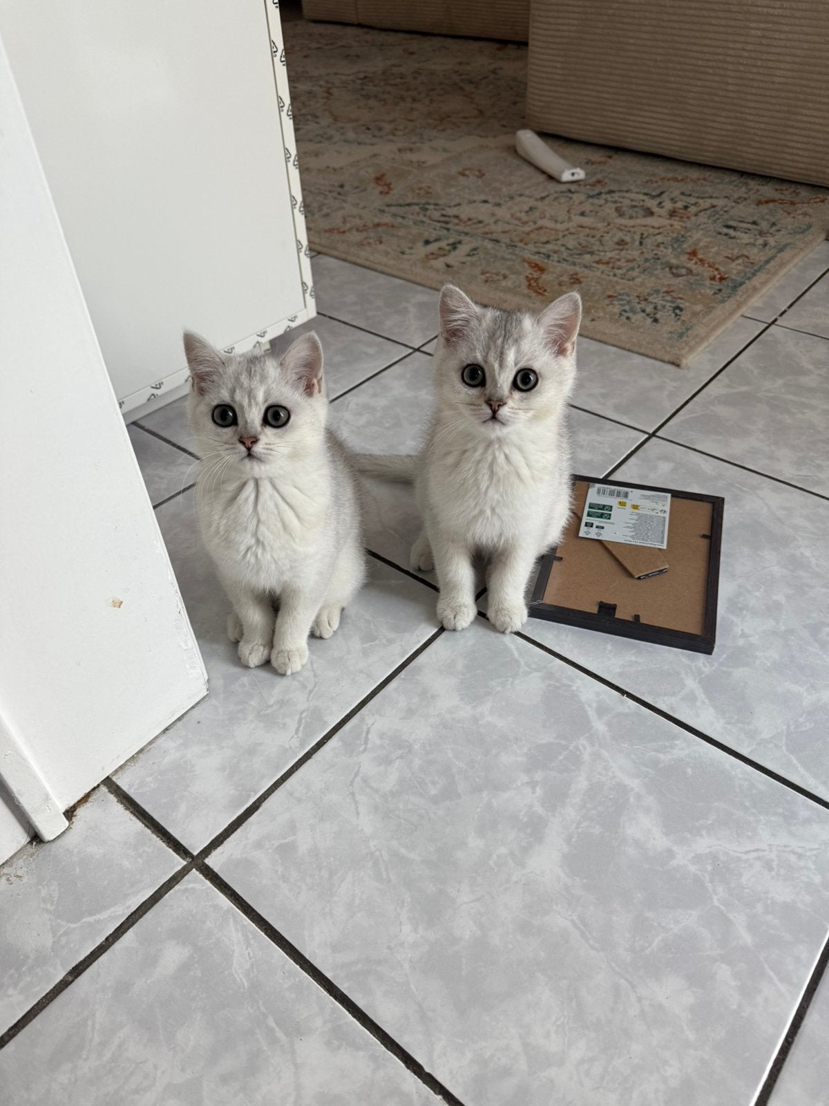 Poesje britse korthaar chinchilla, Kater, Kortharig, 0 tot 2 jaar