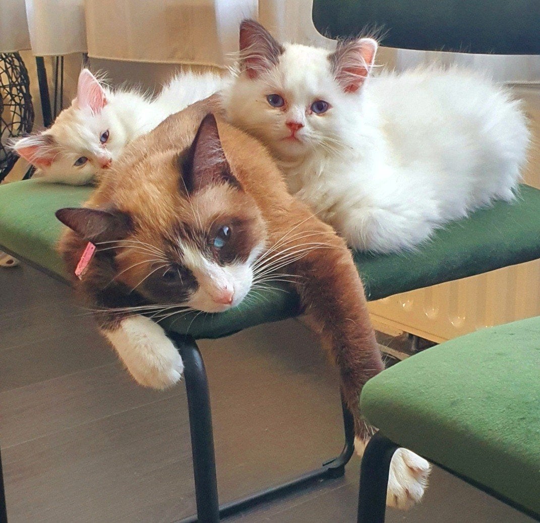 ragdoll kittens 3!prijs verlaagd wegens 1 betaald annulering, Meerdere dieren, Ontwormd, 0 tot 2 jaar
