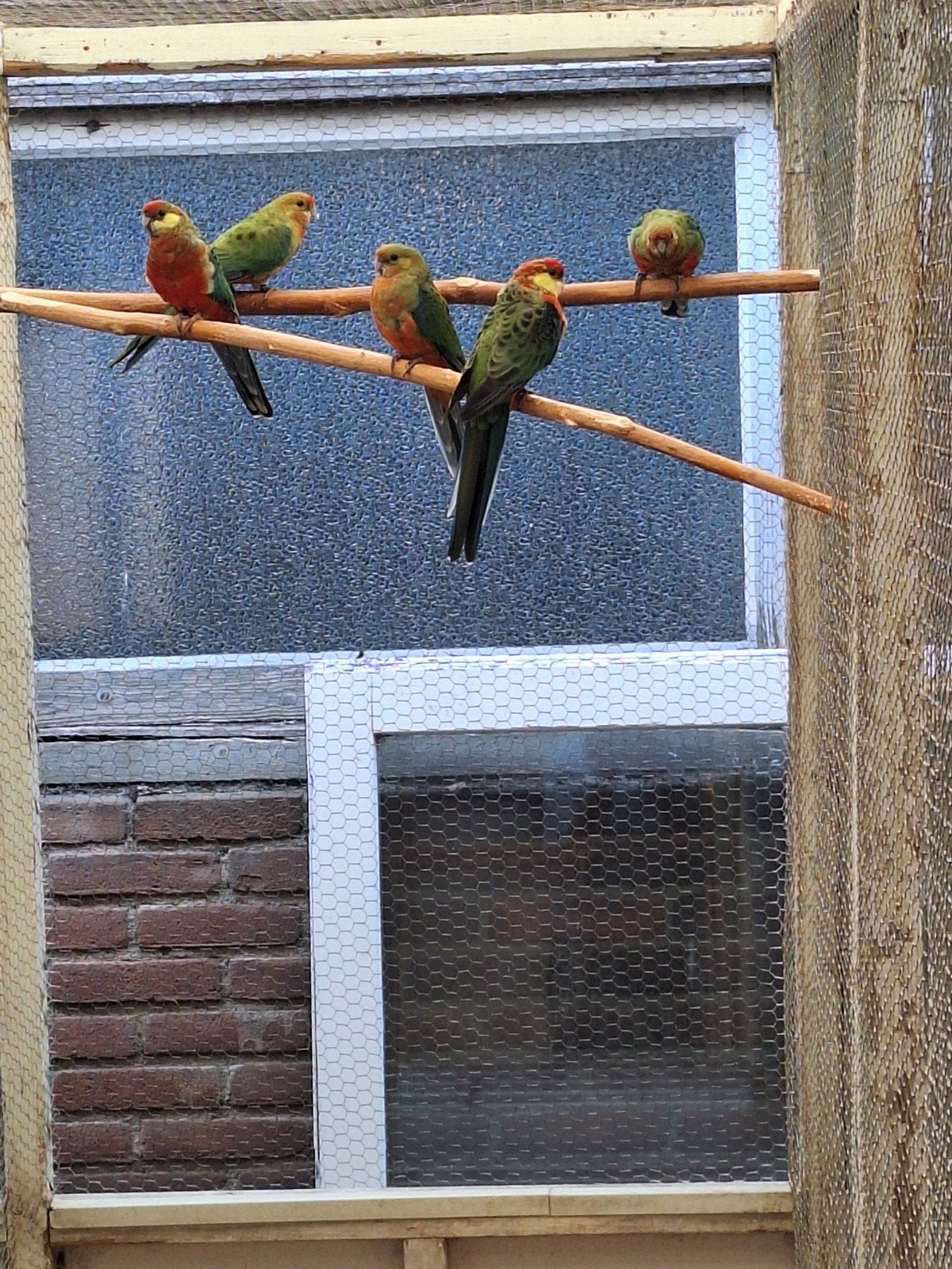 stanley roslla,s, Dieren en Toebehoren, Vogels | Parkieten en Papegaaien, Meerdere dieren, Parkiet