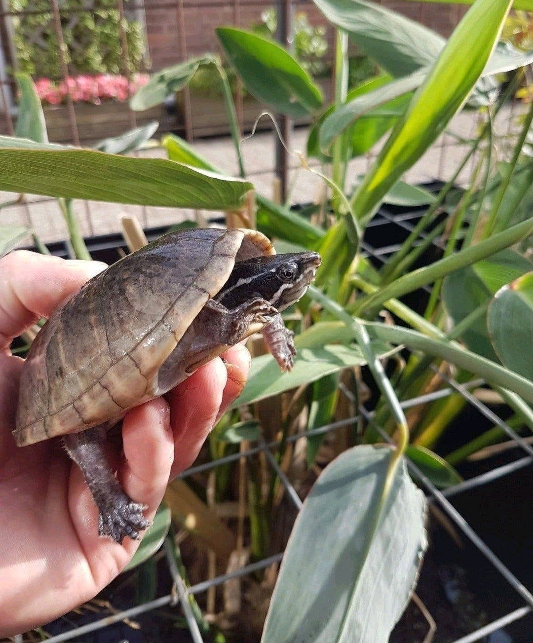 Enkele Muskusschildpadden kleinblijvende muskus schildpadden Turtle - unknown for sale from HLM.