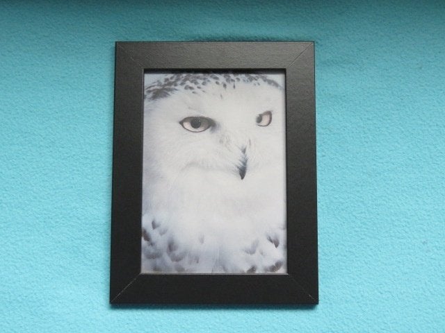 Foto van een sneeuwuil in zwart lijstje 17 x 21 cm, Ophalen of Verzenden, Zo goed als nieuw, Minder dan 50 cm, Foto of Poster