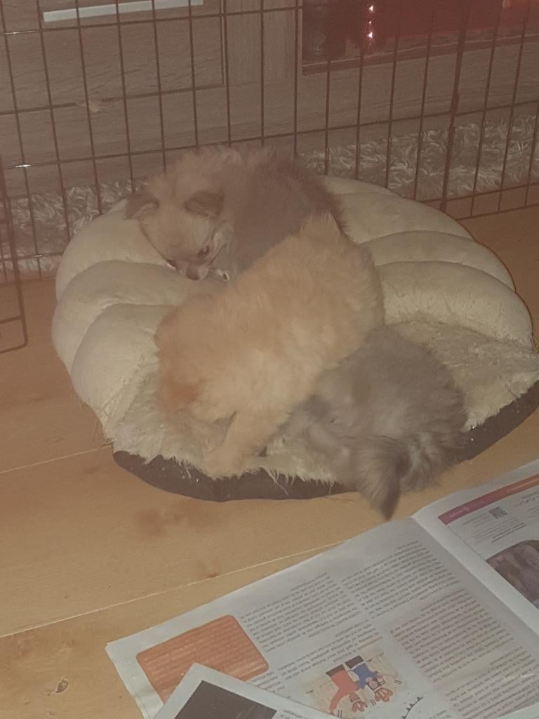 3pomchi.  zoeken lief goed huisje 6 mrt geboren mogen nu weg, 8 tot 15 weken, Meerdere, Nederland, Particulier