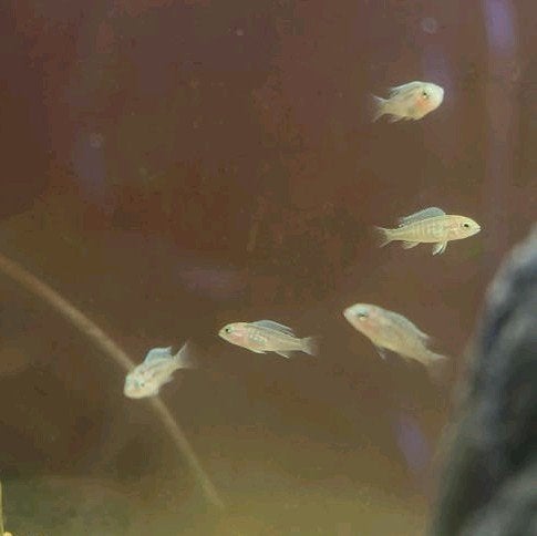 Chicliden babyvissen incl aquarium 60L, Dieren en Toebehoren, Vis