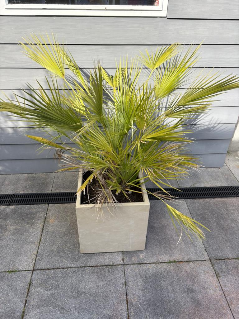 Palm in pot, Tuin en Terras, Ophalen, Bloeit niet, Overige soorten, Volle zon