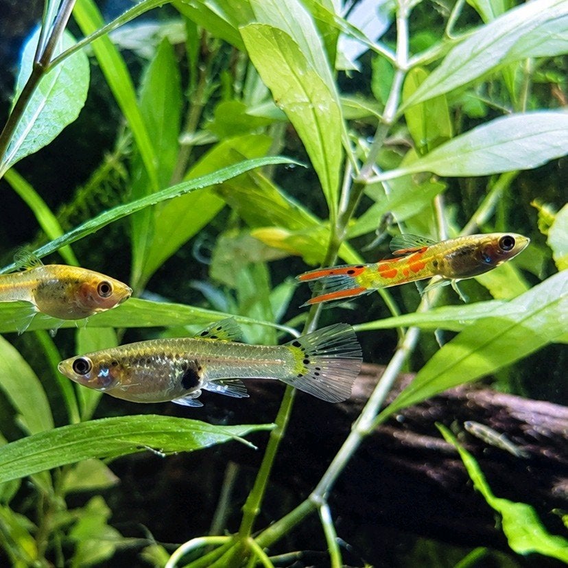 Endler Guppy's, Vis, Zoetwatervis, Schoolvis