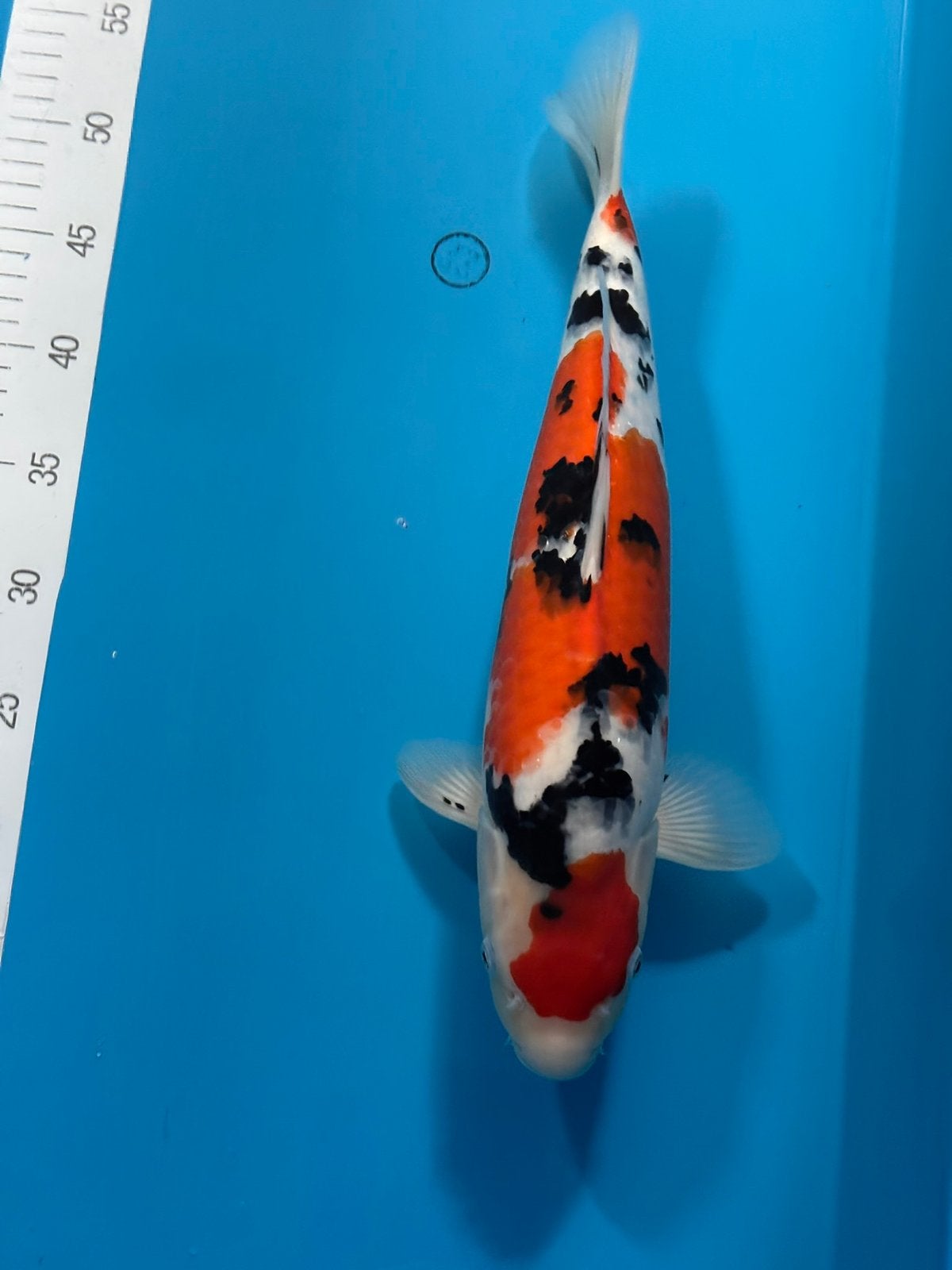 Koi sanke, Karper of Koi