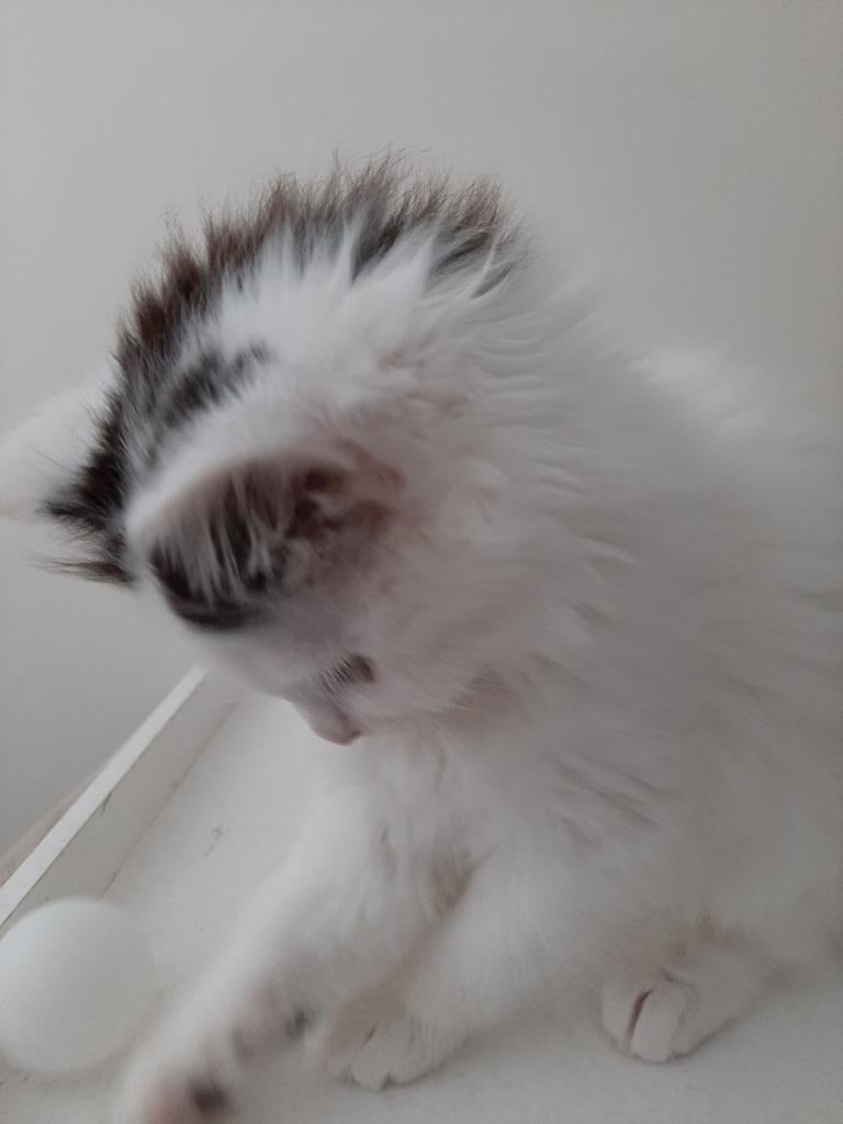 Noorse Boskat kruising langhaar kitten info lezen, Kater, Ontwormd, 0 tot 2 jaar