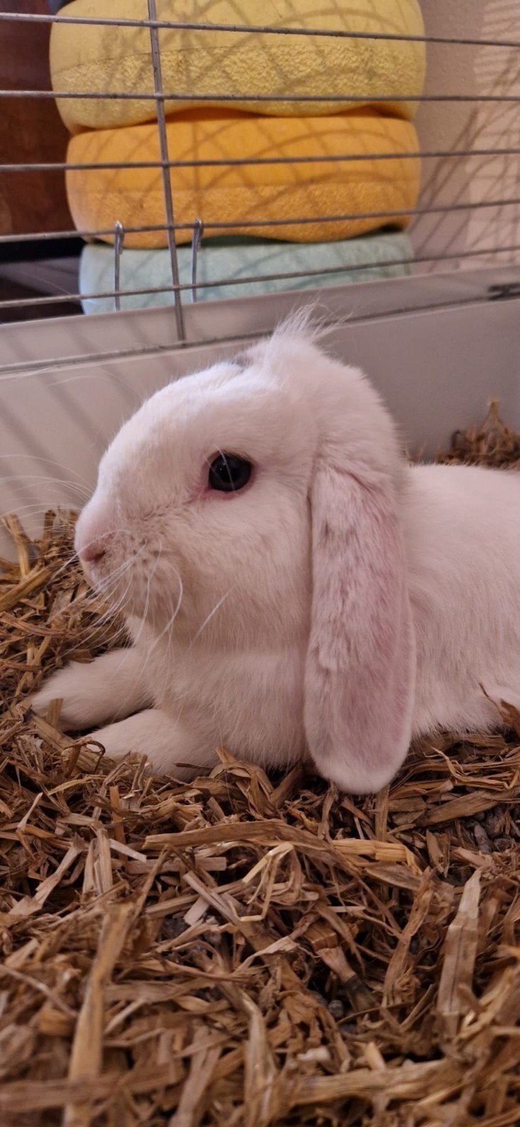 heel lief konijn gratis!, Oktober, Mannelijk, Cavia