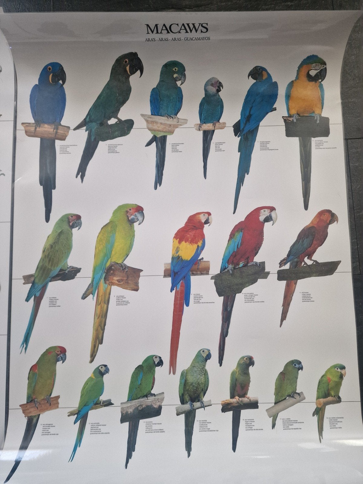 2 Posters ara en kakatoes, Dieren en Toebehoren, Ophalen of Verzenden, Nieuw