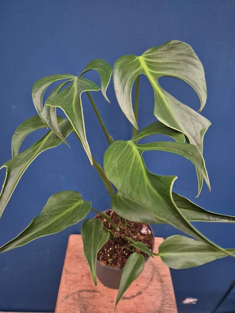 Monstera Burle Marx Flame p17 Xl (4), Ophalen of Verzenden, Halfschaduw, Minder dan 100 cm