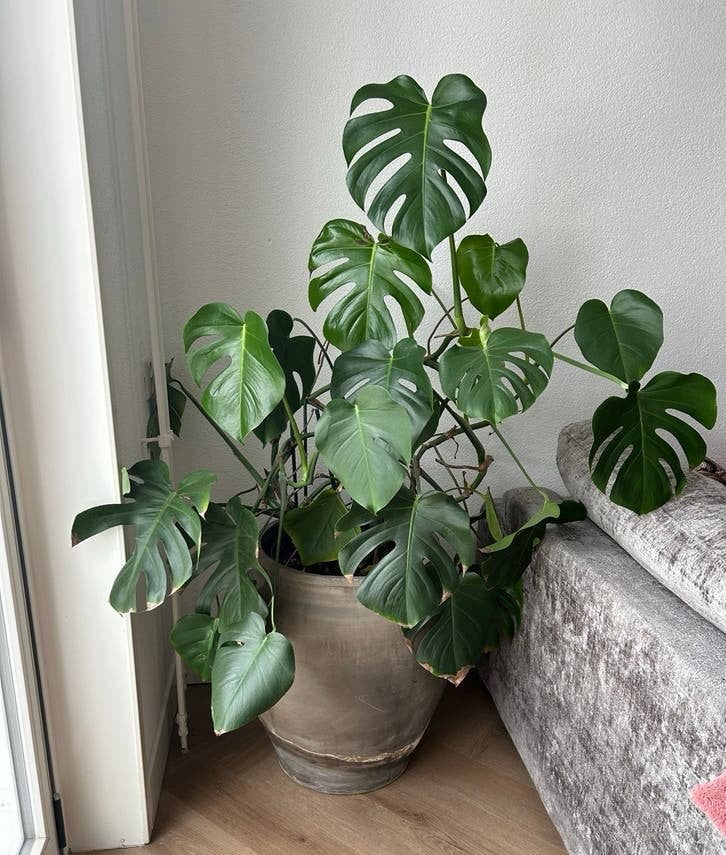 Grote Monstera Deliciosa in pot, Huis en Inrichting, Kamerplanten, Ophalen, 100 tot 150 cm, Overige soorten, Halfschaduw