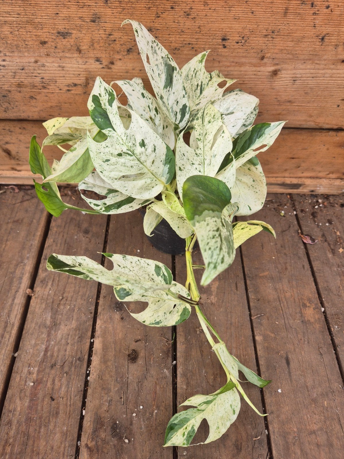 Epipremnum pinnatum Marble King p12 (6), Ophalen of Verzenden, Halfschaduw, Minder dan 100 cm