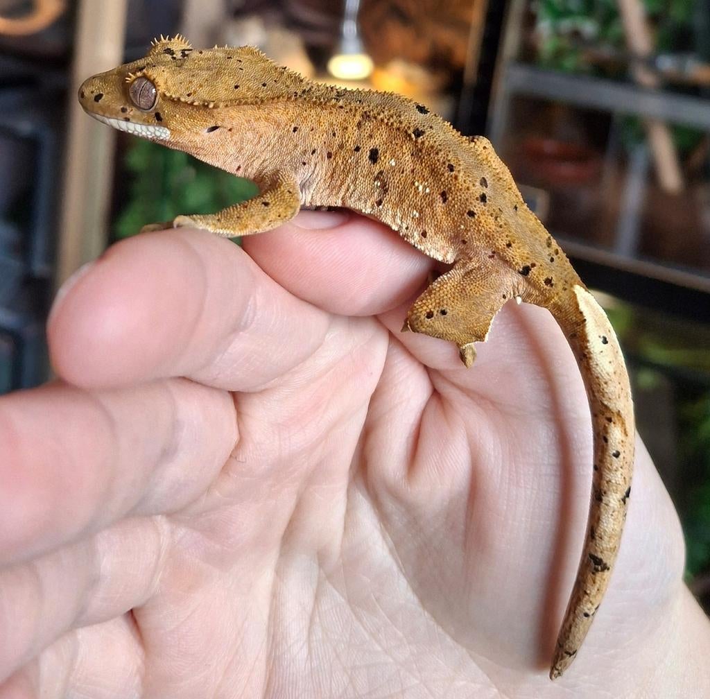 Leuke jonge dalmatian wimpergekko/crested gecko man Crested Gecko - male for sale from Lotus' Creatures