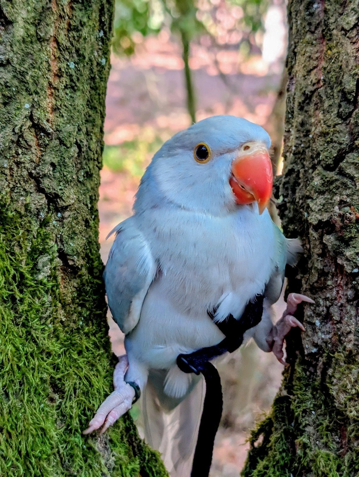 jonge halsband parkiet., Geslacht onbekend, Geringd
