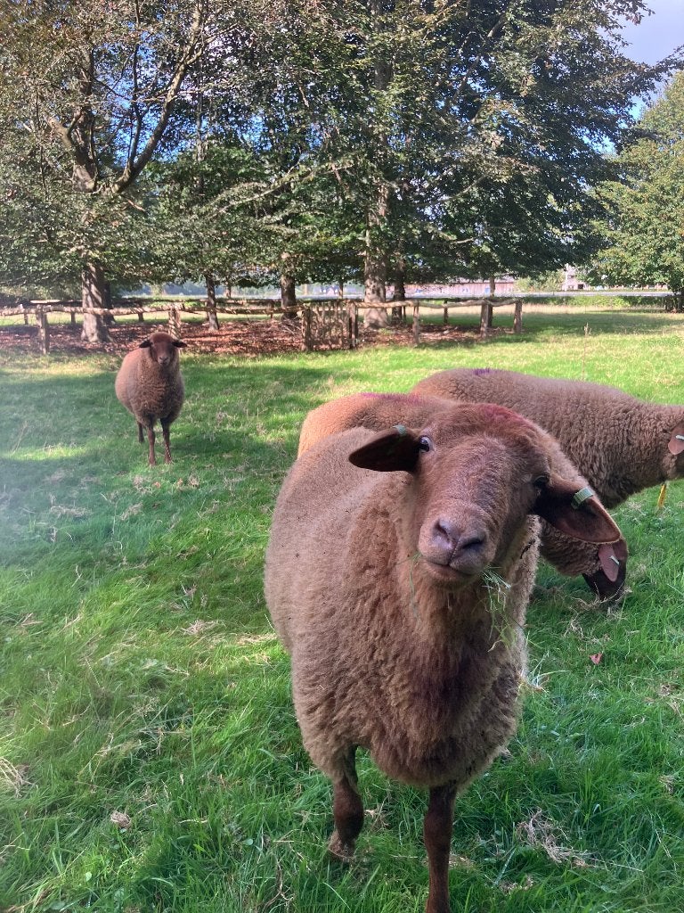 Coburger Fuchs stamboek ramlammeren, Mannelijk, Schaap, 0 tot 2 jaar