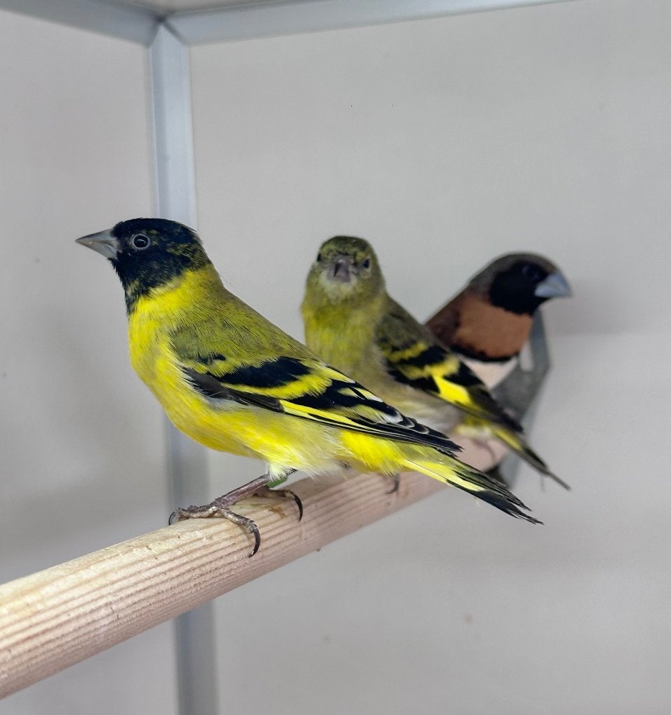 Zwartkopsijsen koppel, Dieren en Toebehoren, Vogels | Overige Vogels, Meerdere dieren