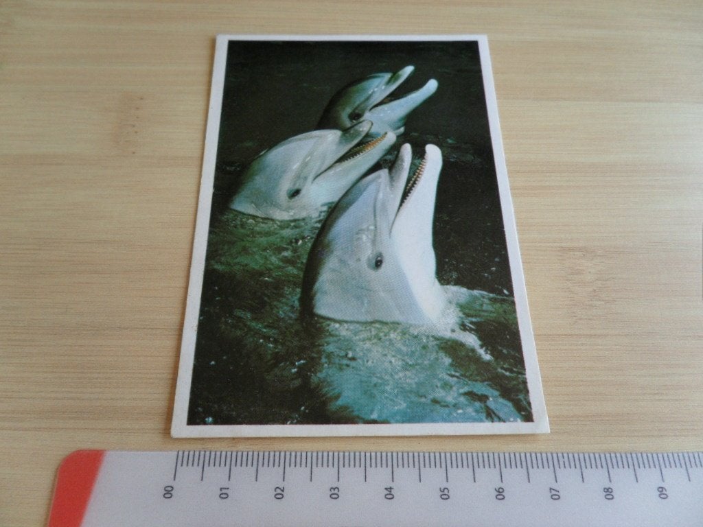 sticker foto dolfijn, Ophalen, Zo goed als nieuw