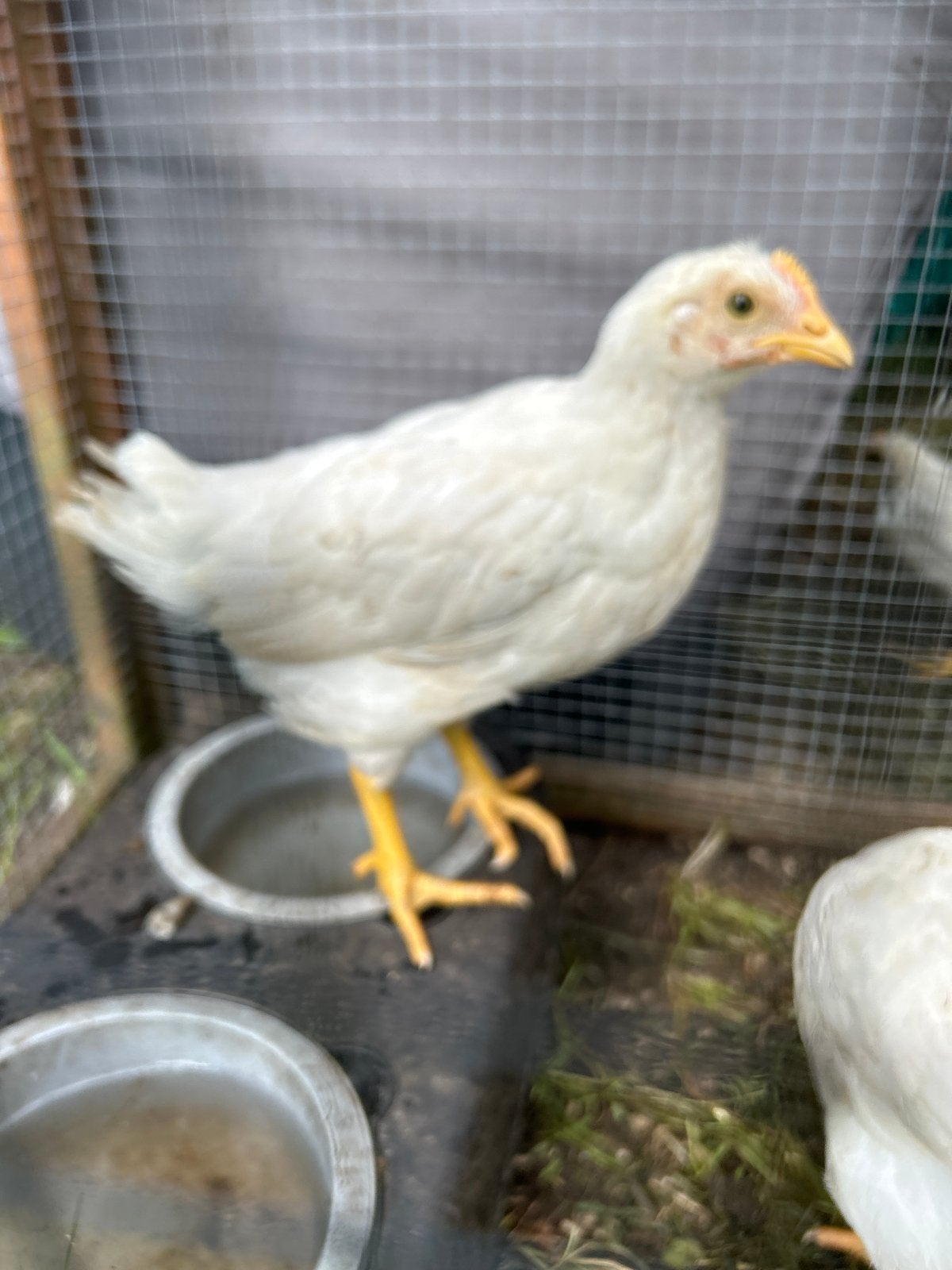 Jonge leghorn hennen, Dieren en Toebehoren, Pluimvee, Vrouwelijk, Kip