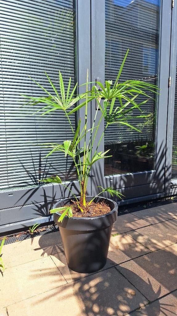 Zelf gekweekte Winterharde Palmbomen, inclusief pot, Tuin en Terras, Volle zon, Vaste plant, Bloeit niet, Ophalen