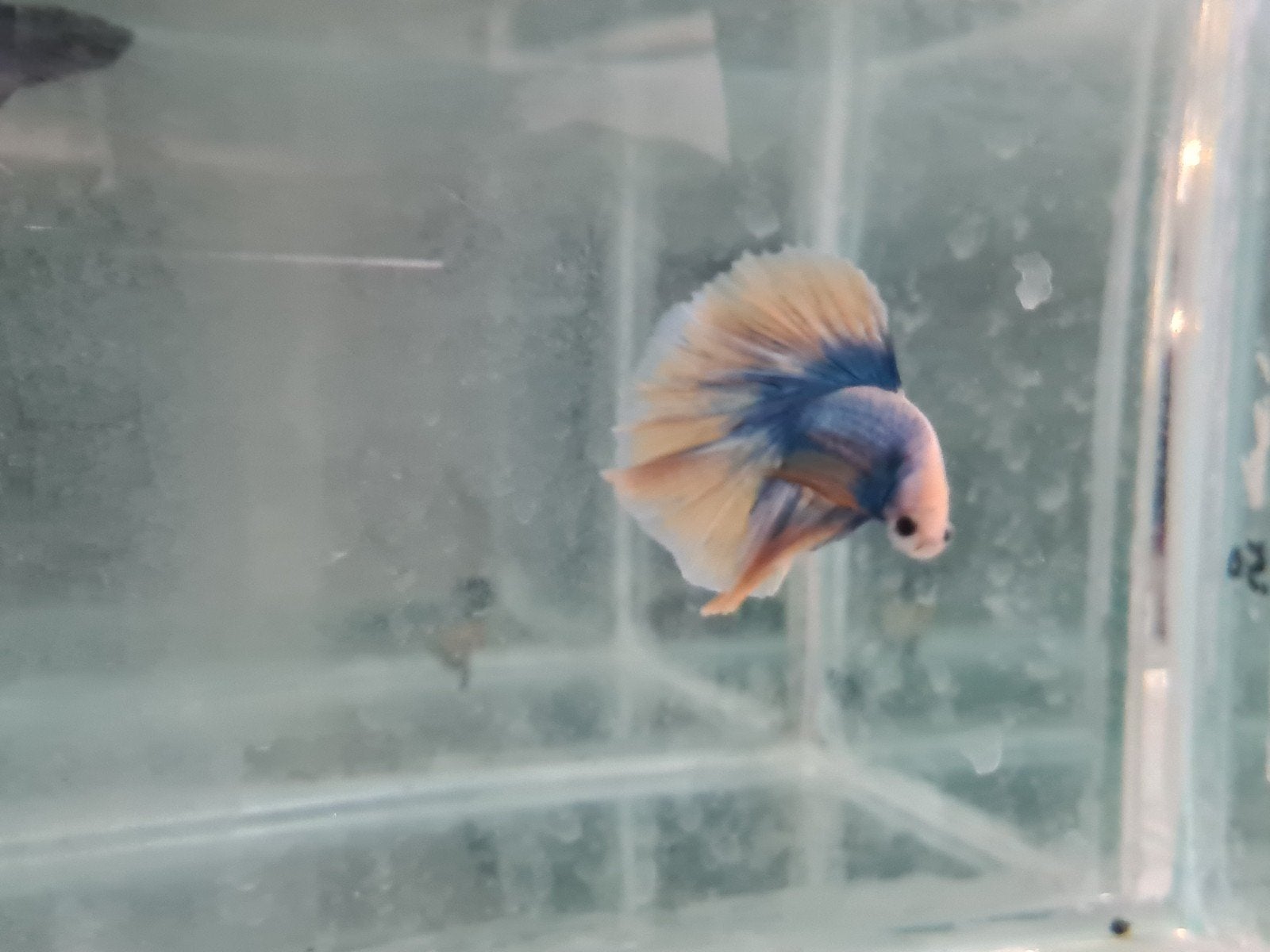 Betta splendens super delta kempvis man, Dieren en Toebehoren, Vis, Zoetwatervis