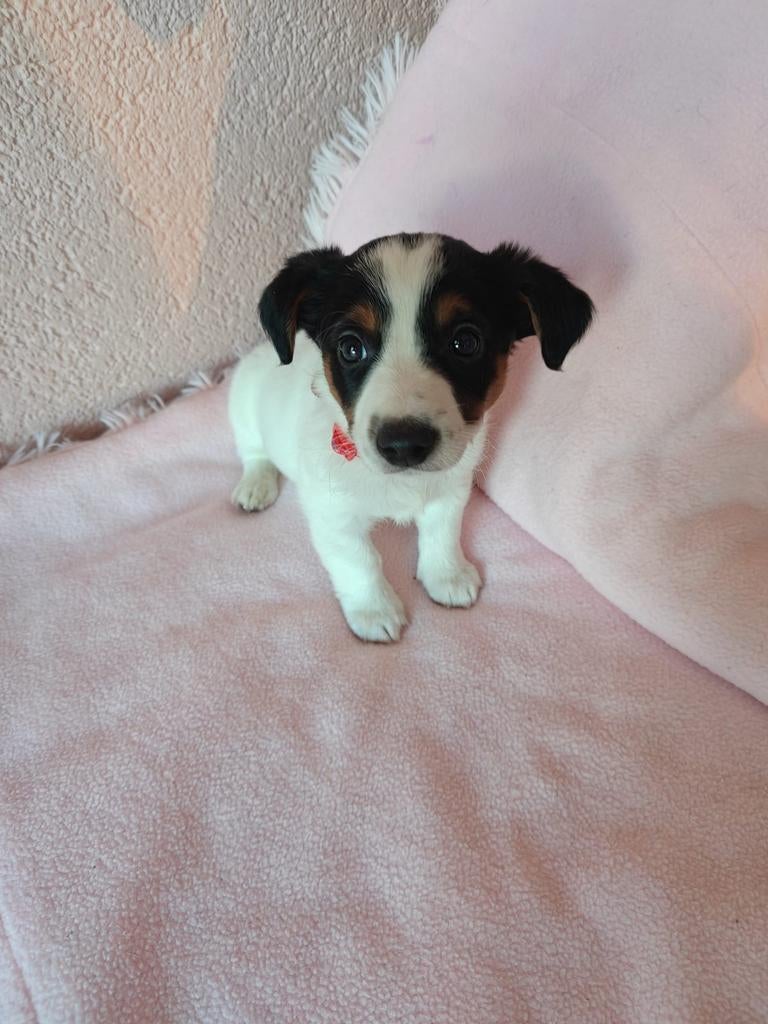 Mooie jack Russell pups te koop, Dieren en Toebehoren, Honden | Jack Russells en Terriërs, Jack Russell Terriër, 8 tot 15 weken