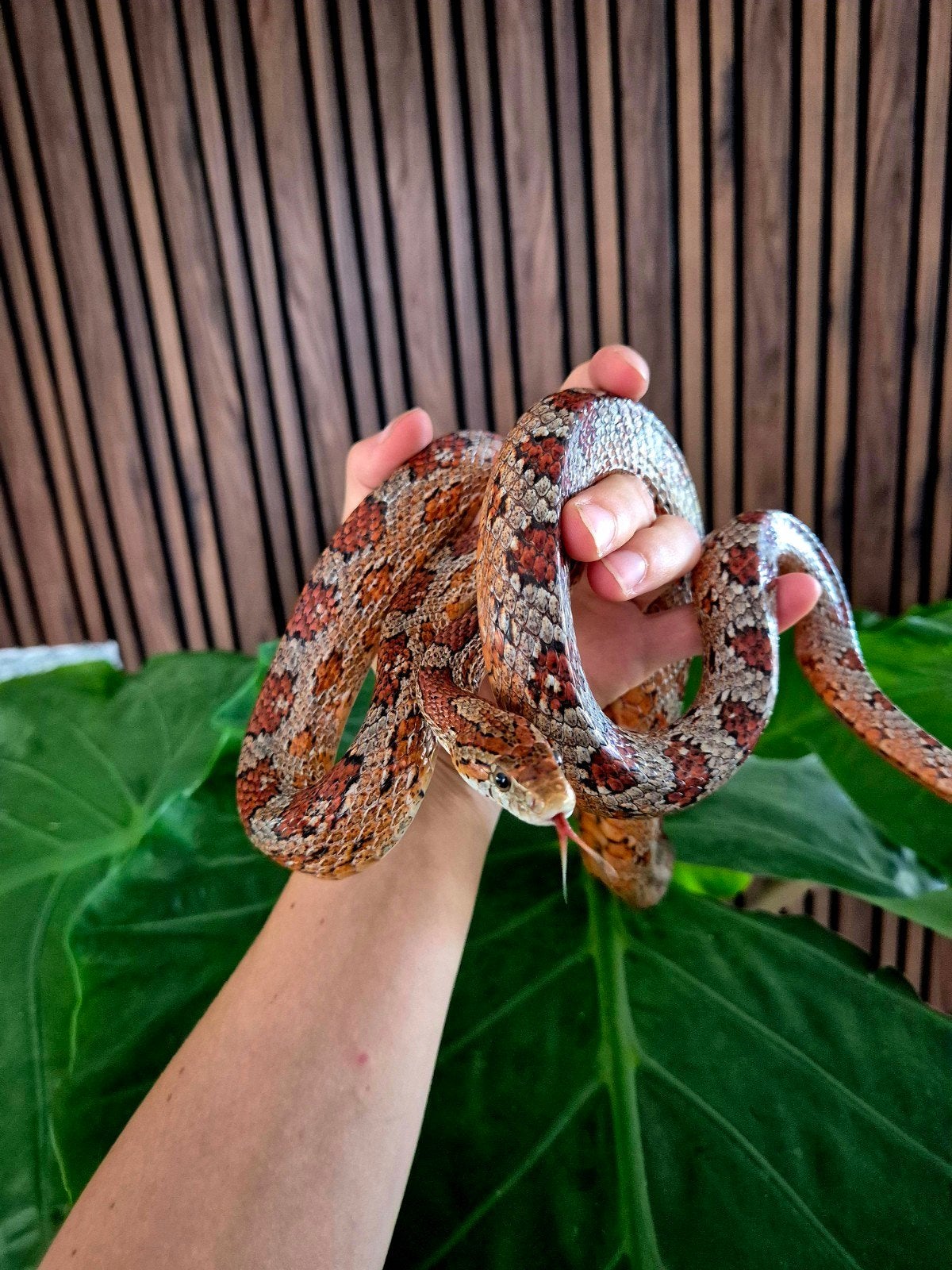 Rattenslangen uit opvang zoeken een nieuw thuis Rat Snake - unknown for sale from Reptiles Twente