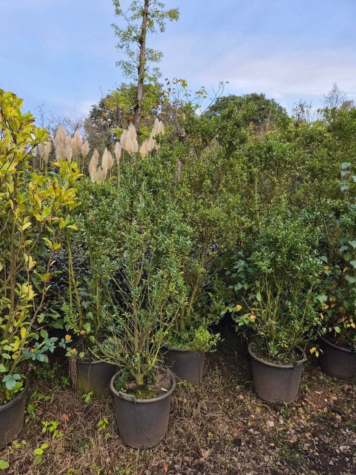 Ilex Crenata 'Convexa' - Japanse Hulst b keus, Vaste plant, Bloeit niet, Halfschaduw, Ophalen