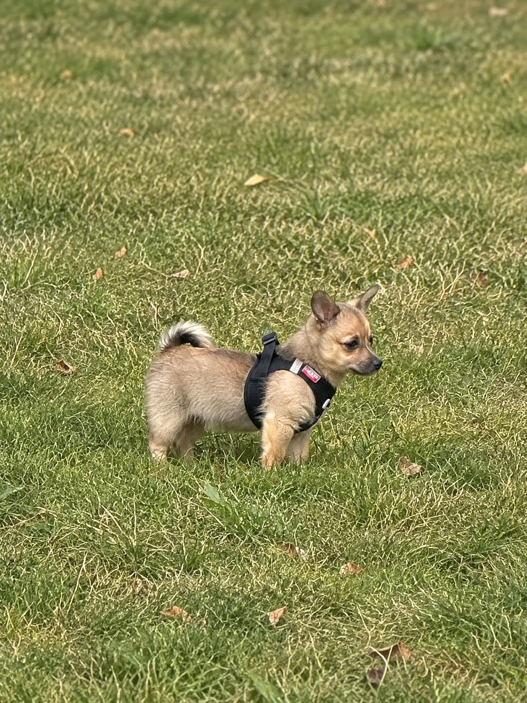 Pomchi puppy reutje, Parvo, Overige rassen, 8 tot 15 weken, Teef