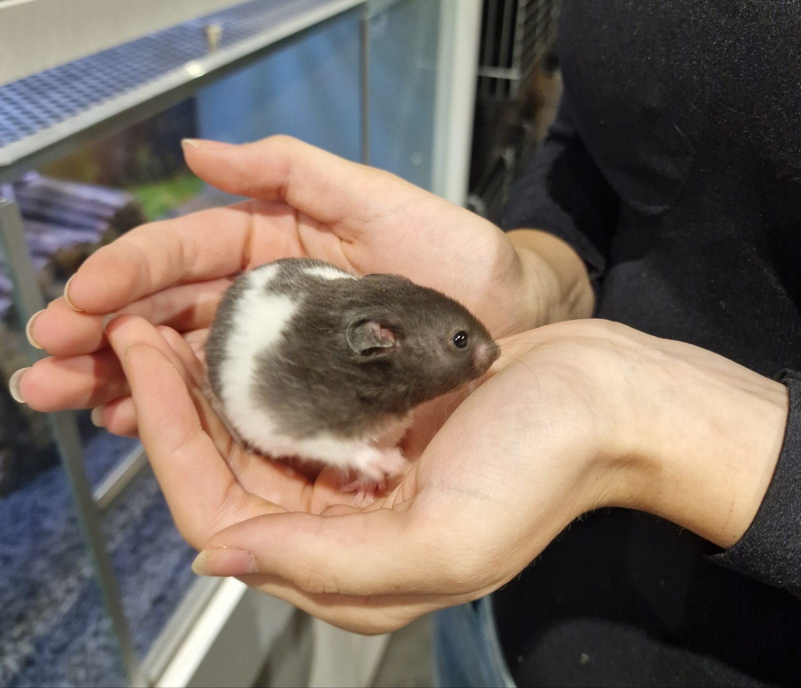 Foto 3 van Syrische hamsters super lief en super tam.