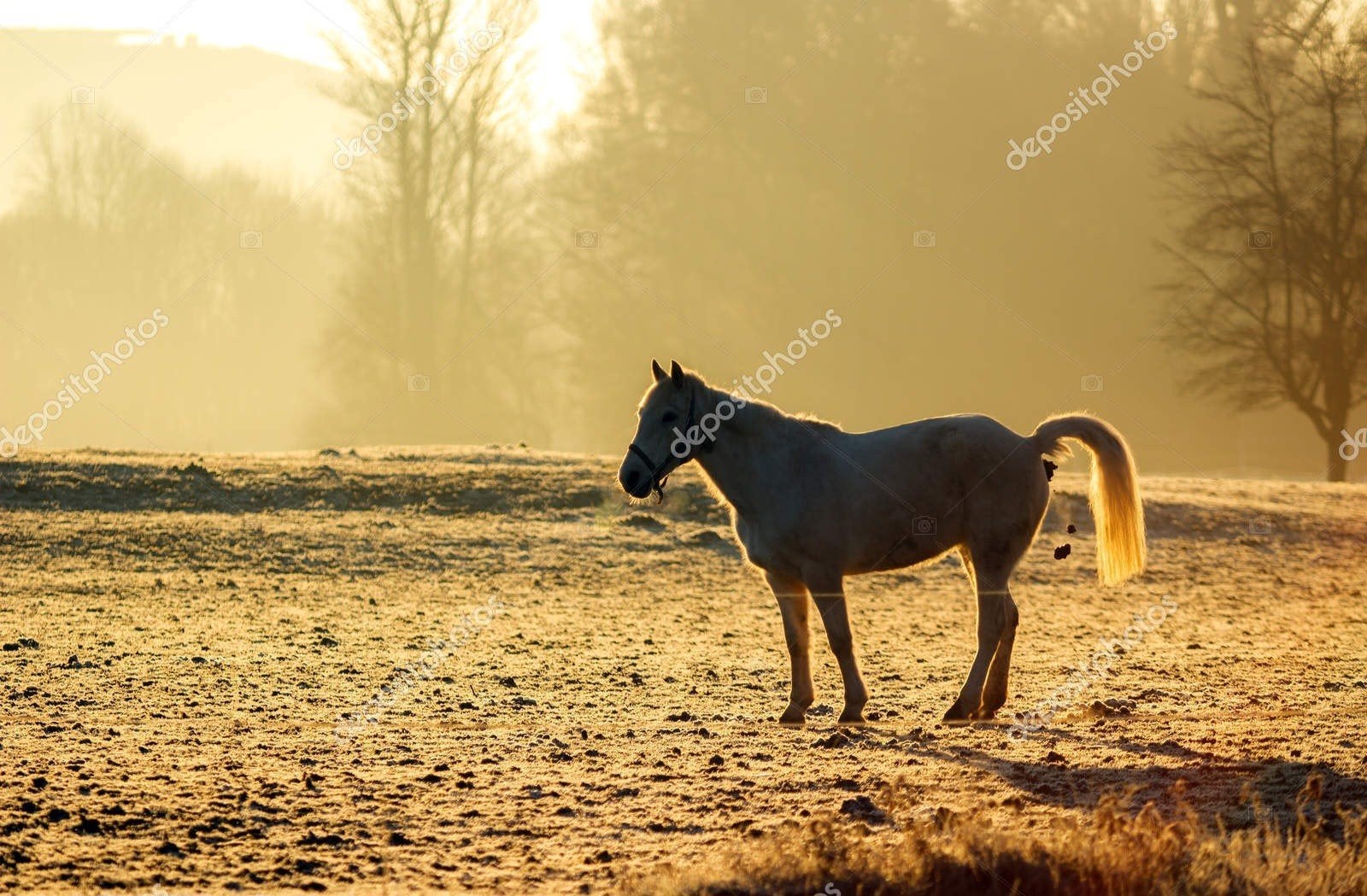 Gratis paardenmest, Ophalen