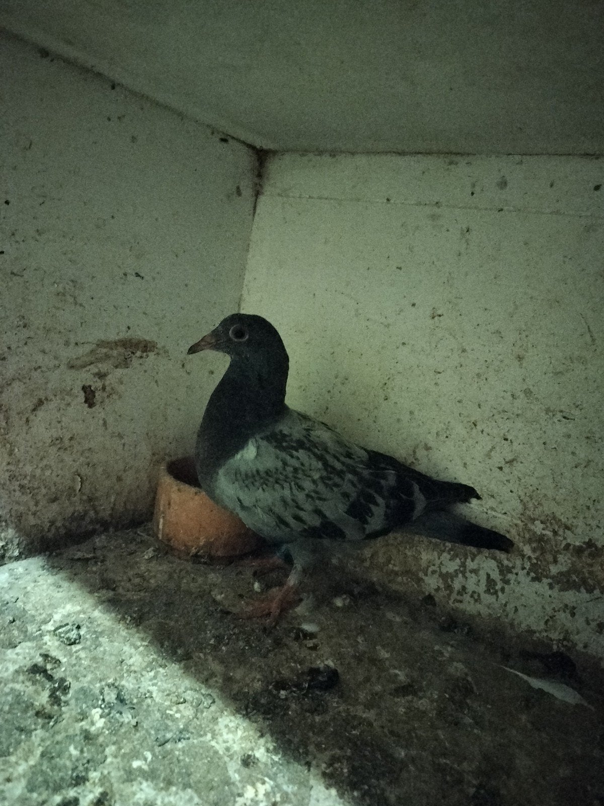 8 jonge duiven, Meerdere dieren, Postduif