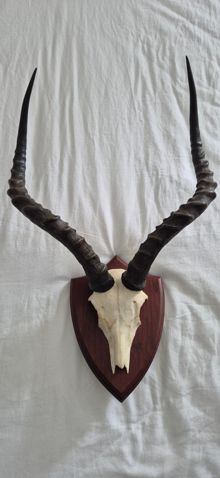 Impala Gewei op Houten Schild - Taxidermie Trofee, Verzamelen, Ophalen of Verzenden, Wild dier, Gewei of Kop