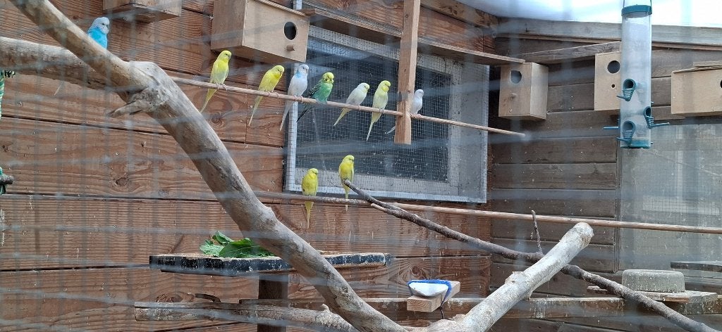 Parkietjes (11 stuks), Meerdere dieren, Parkiet