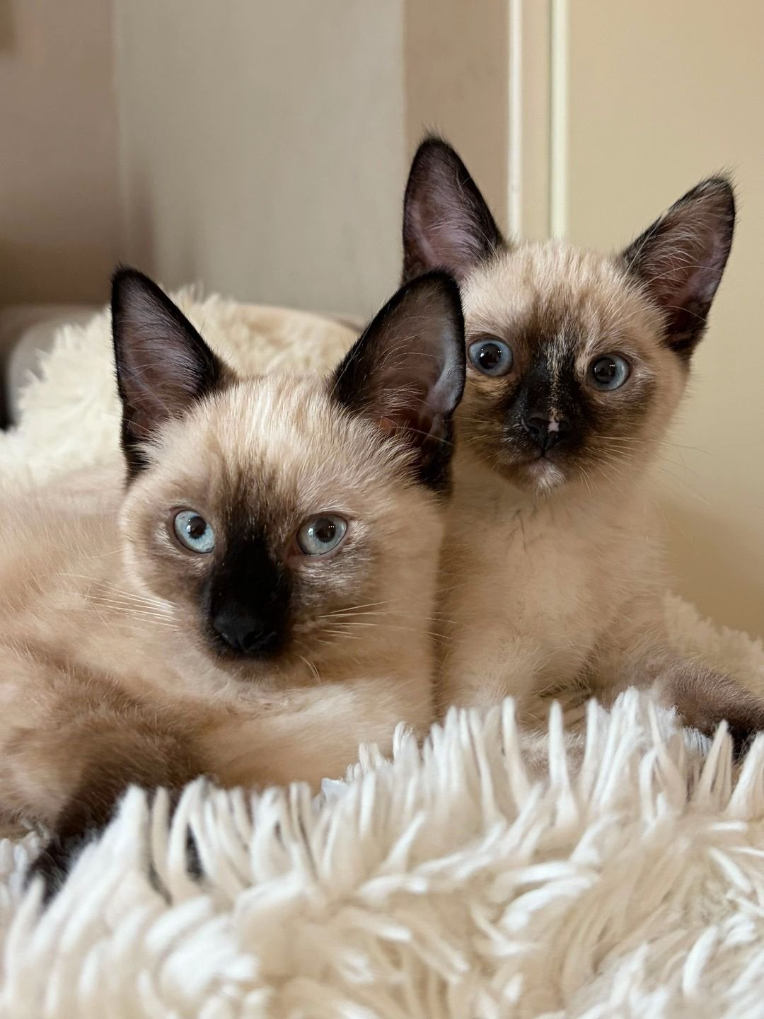 Kittens, Poes