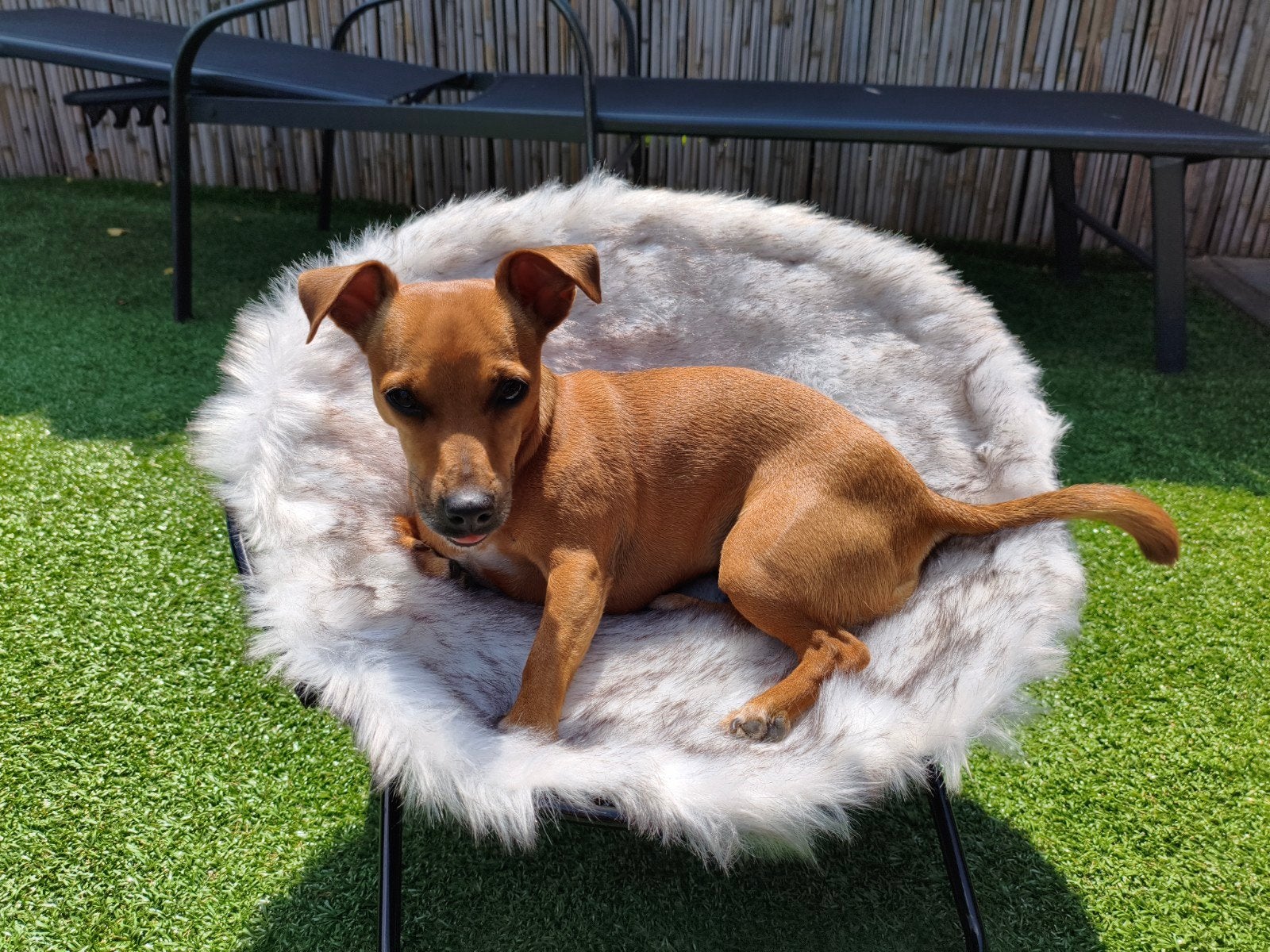Leuken hangstoel voor kleine hond, Dieren en Toebehoren, Ophalen of Verzenden, Zo goed als nieuw, Pluche