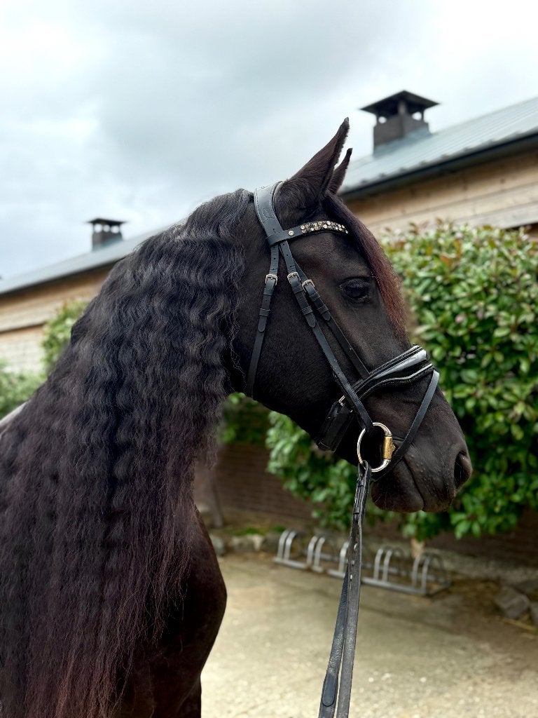 Frieze merrie, Dieren en Toebehoren, Merrie, B, 7 tot 10 jaar, Recreatiepaard
