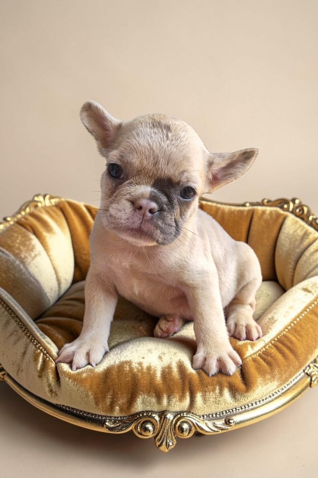 👑 Royal Puppies -Raszuivere Franse Bulldog Pups Beschikbaar, 15 weken tot 1 jaar, Buitenland, Parvo, Bulldog