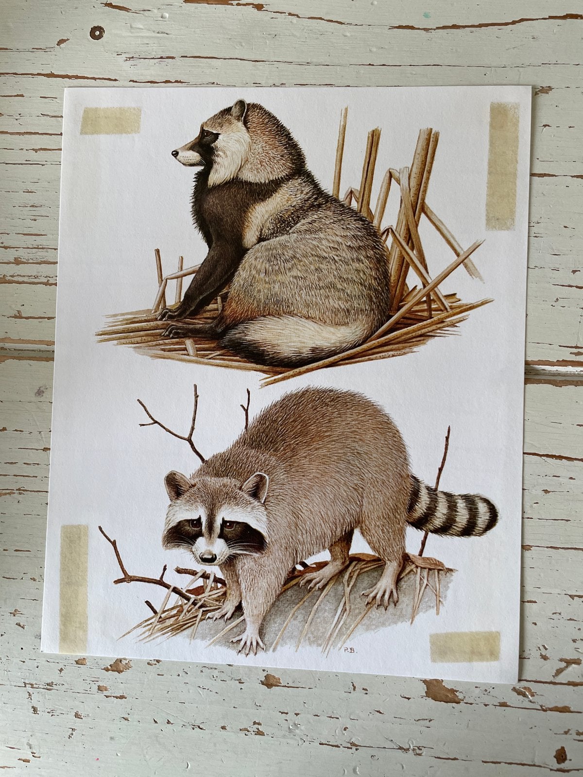 Vintage Artis Dierenprint: Wasbeer en Marterhond, Ophalen of Verzenden, Gebruikt, Wild dier, Overige typen