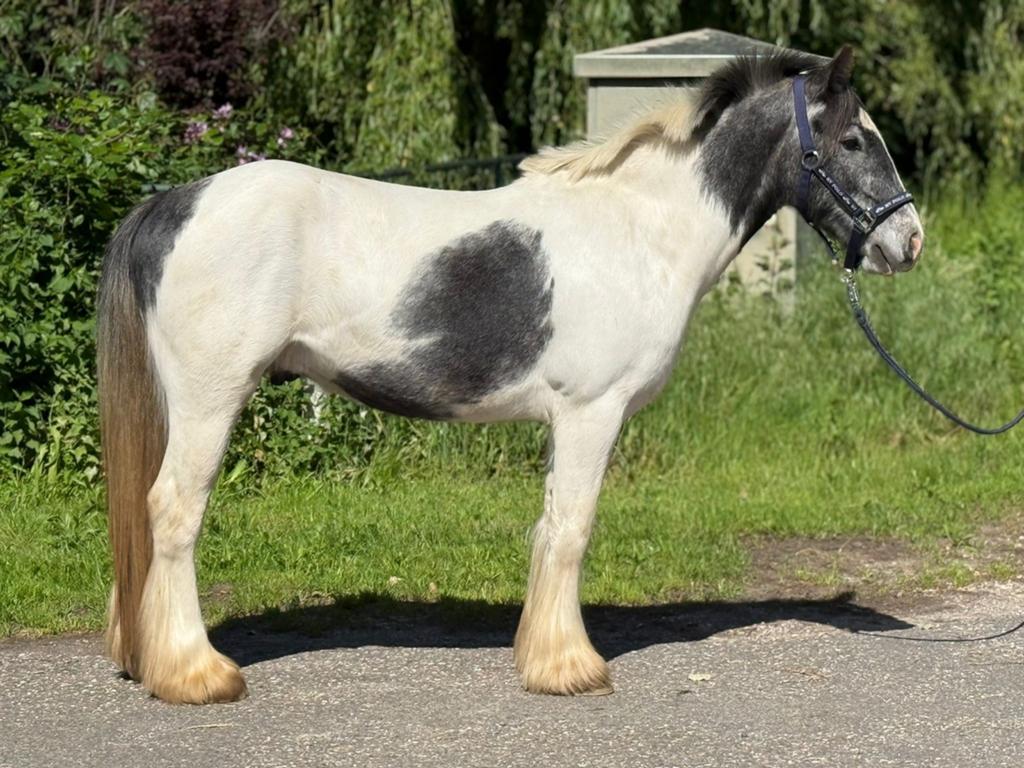 3 jarige D Pony Tinker Ruin eventueel inruilen paard, Met stamboom, Ruin, Dressuurpony, Zadelmak